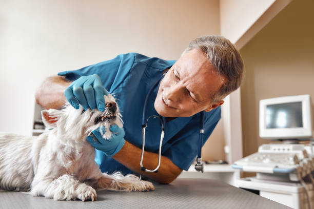 Best Emergency Root Canal Treatment in Johnstown, CO
